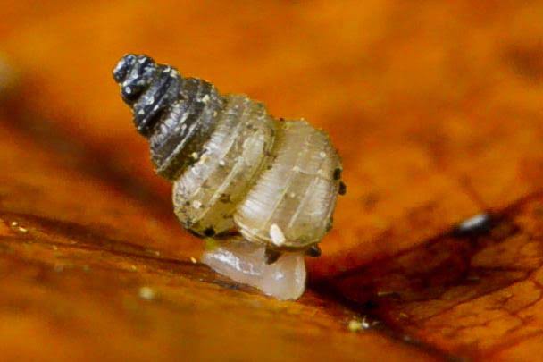 Scientists discover a new snail name Greta Thunberg